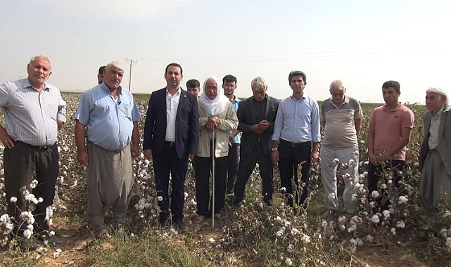Pamuk üreticisinin sorunlarına dikkat çekmek için tarlaya gitti