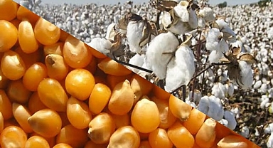 Pamuk ve hububat fiyatları belli oldu!