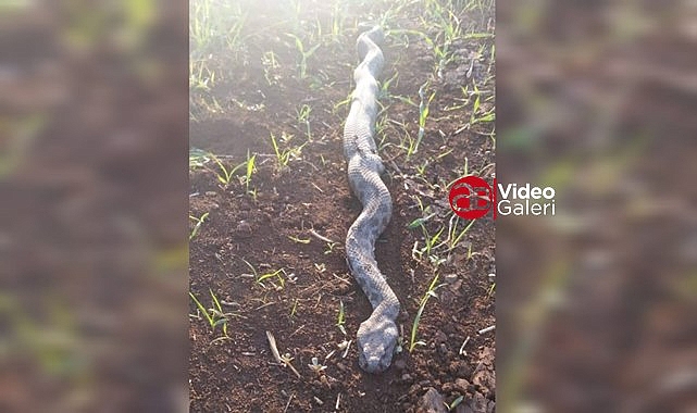 Şanlıurfa'da dev yılanı görenler şok oldu