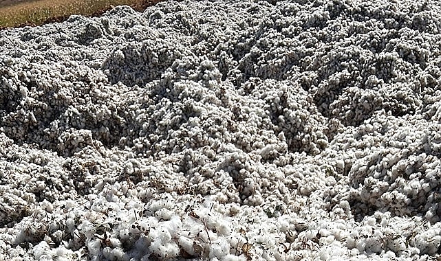 Şanlıurfa Ticaret Borsası pamuk hububat ve bakliyat fiyatlarını açıkladı