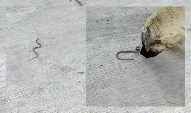 Şaşkın yılan fabrikanın bahçesine girdi