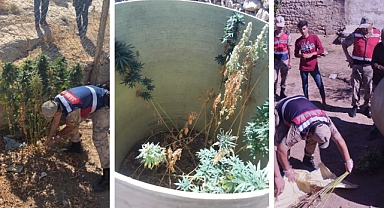 Sulama borusu içinde kenevir yetiştirdiler