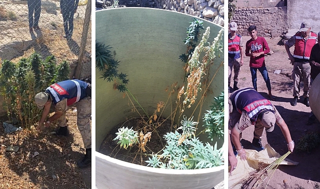 Sulama borusu içinde kenevir yetiştirdiler