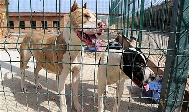 Tehlike arz eden köpek ırkları kayıt altına alınıyor