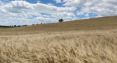 Türkiye'de buğday üretimi azalıyor!
