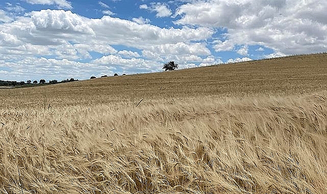Türkiye'de buğday üretimi azalıyor!