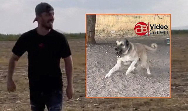 Urfa'da büyük iddia! Bu köpeği sevebilene 100 bin TL ödül var