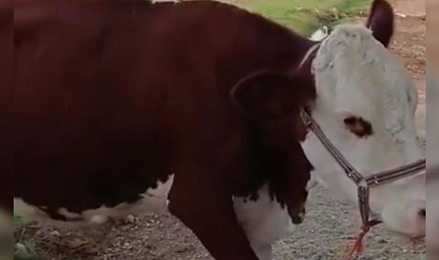 Urfa'da ineği çalınan vatandaş umudunu sosyal medyaya bağladı