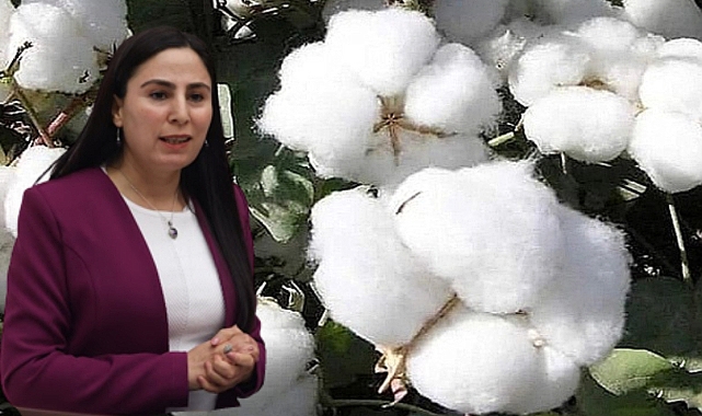 Vekil Ayşe Sürücü, bakana pamuk fiyatlarını sordu