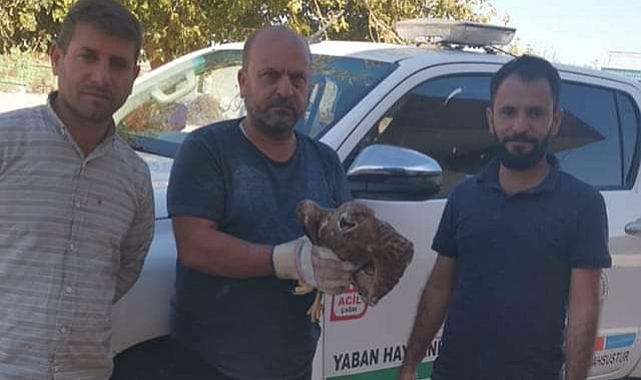 Yaralı halde bulunan Kızıl Şahin tedavi altına alındı