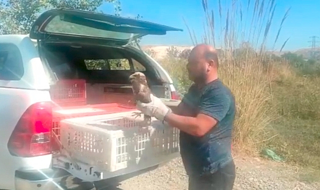 Yaralı halde bulunan Saz Delicesi tedavi edildi