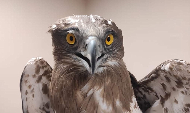 Yılan Kartalı tedavi altına alındı