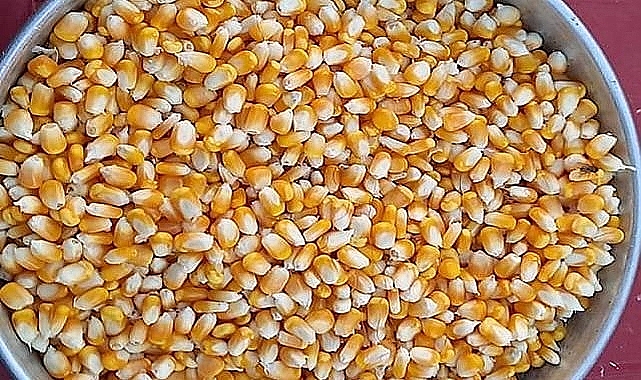 2022 yılı Mısır biçim fiyatı belli oldu