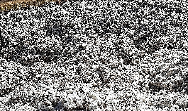 Adana ve Urfa pamuk fiyatları arasında uçurum var