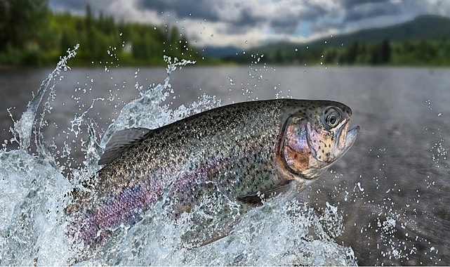 Alabalık ve midye yetiştiriciliği destekleri artırıldı