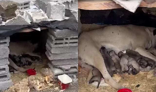 Anne köpek ve yavruları yardım bekliyor