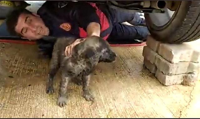 Araçta sıkışan yavru köpek kurtarıldı
