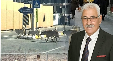 Başkan Yavuz sokak köpekleri sorununa dikkat çekti