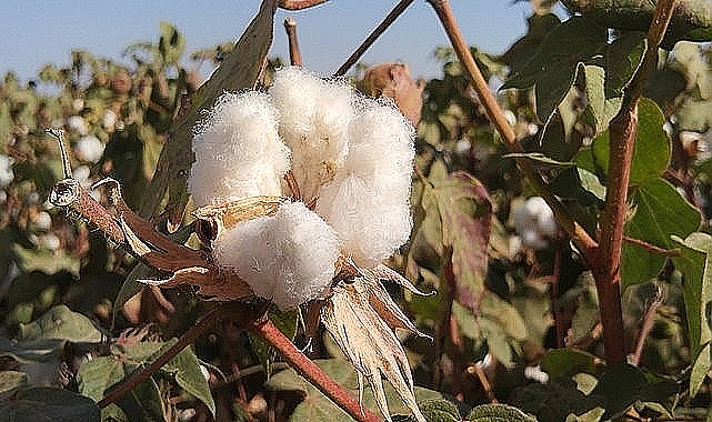 Güncel pamuk fiyatları belli oldu