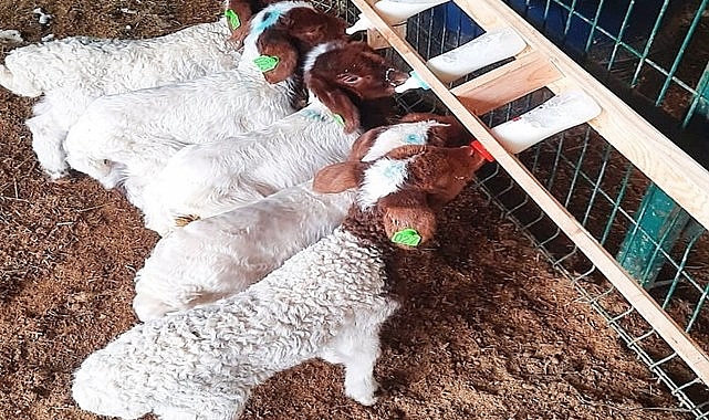 HRÜ tarafından yeni seleksiyon kriterleri keşfedildi