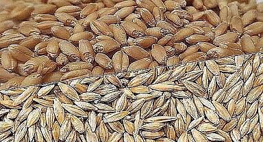 Hububat ve Bakliyat fiyatları açıklandı