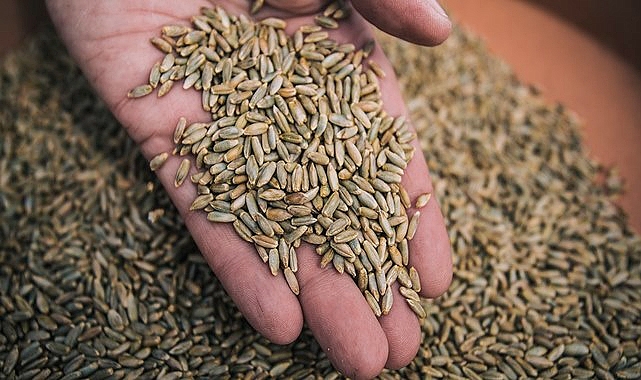 Hububat ve bakliyat fiyatları açıklandı! İşte güncel fiyatlar