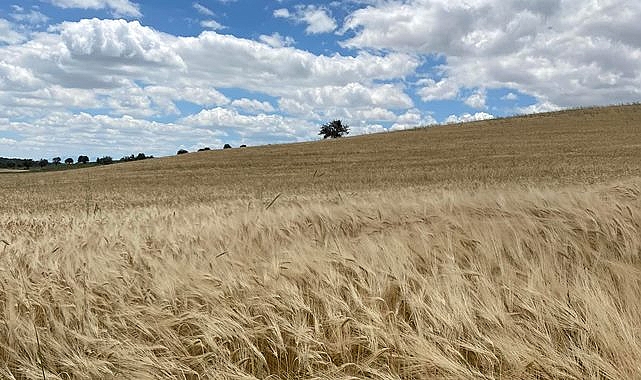 Hububat ve bakliyat fiyatları belli oldu
