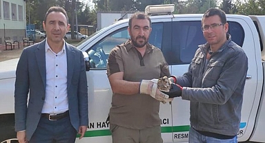 Kulaklı Orman Baykuşu bulundu