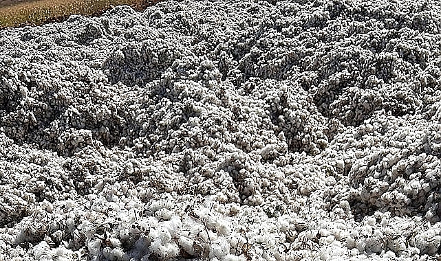 Pamuk fiyatlarında hayal kırıklığı yaşandı! işte yeni fiyatlar