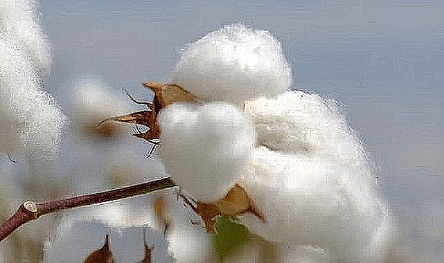 Pamuk ve hububat fiyatları güncellendi