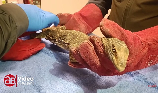 Şanlıurfa’da Çöl Varanı yaralı halde bulundu