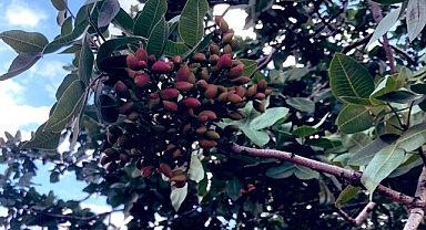 Şanlıurfa’da fıstık fiyatları belli oldu