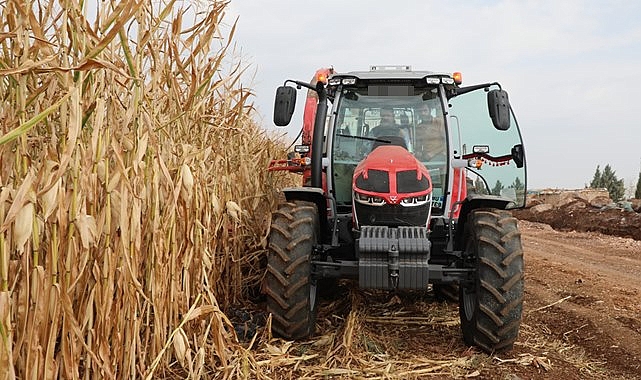 Şanlıurfa'da silajlık mısır hasadı başladı