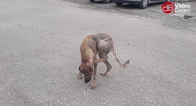 Şanlıurfa'da uyuz hastalığı sokak köpeklerine acı çektiriyor