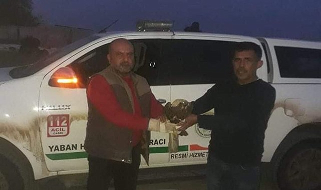 Şanlıurfa'da yaralı hâlde saz delicesi bulundu