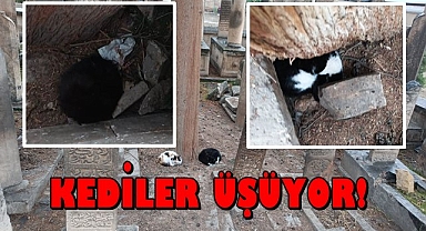 Sokak kedileri soğuk havada hayata tutunmaya çalışıyor