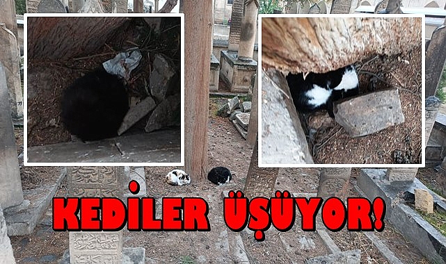 Sokak kedileri soğuk havada hayata tutunmaya çalışıyor