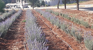 Tarıma elverişsiz arazilerde gelir garantili ürün