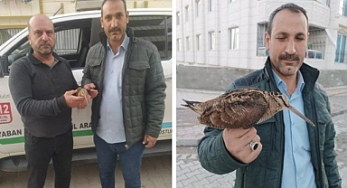 Urfa'da bulunan Çulluk kuşu tedavi altına alındı