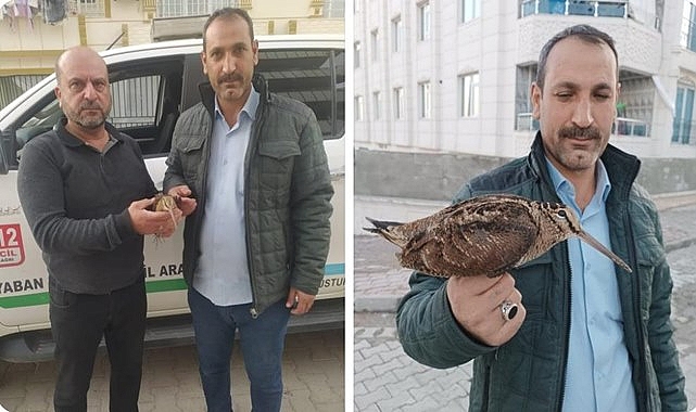 Urfa'da bulunan Çulluk kuşu tedavi altına alındı