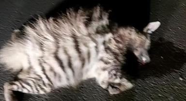 Urfa'da çizgili sırtlan kazada telef oldu