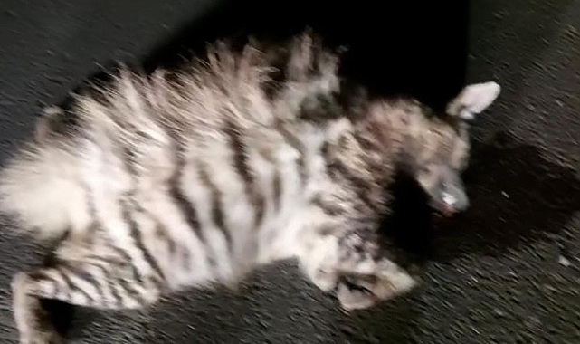 Urfa'da çizgili sırtlan kazada telef oldu