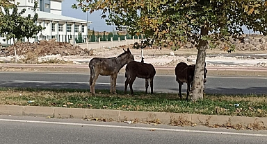 Viranşehir’de başıboş eşekler trafiği tehlikeye atıyor