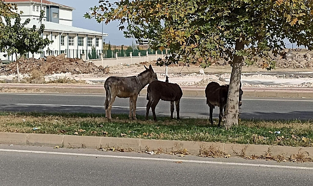 Viranşehir’de başıboş eşekler trafiği tehlikeye atıyor