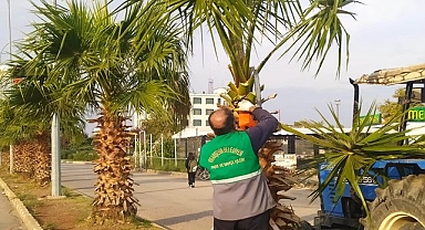 Viranşehir ilçe genelinde ağaç budama çalışması