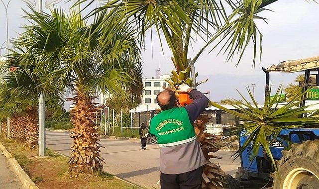 Viranşehir ilçe genelinde ağaç budama çalışması