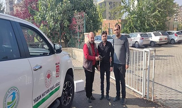 Yaralı halde bulunan karga tedavi altına alındı