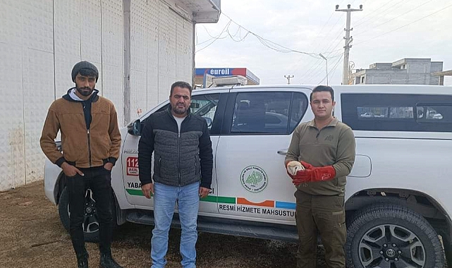 Yaralı halde bulunan Peçeli Baykuş tedavi altına alındı