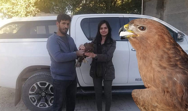 Yaralı Kızıl Şahin tedavi edilmek üzere teslim alındı