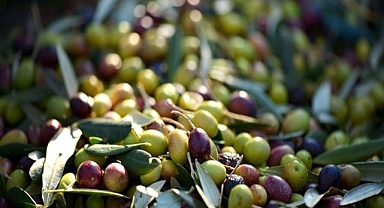 Zeytin üretiminde rekor artış